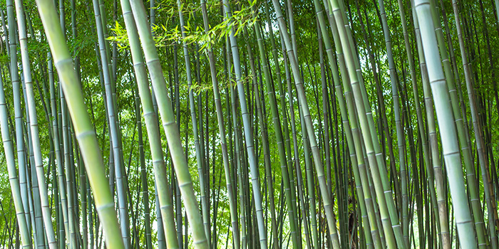 Çin'in bambu endüstrisi yeni bir yolculuğa başlıyor